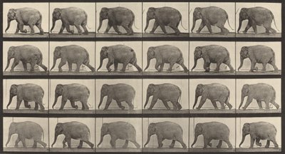 プレート番号 733。象の散歩、1887 年。 作： Eadweard Muybridge