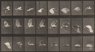 プレート番号 758。オウムの飛行、1887 年。 作： Eadweard Muybridge