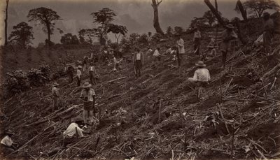 1875年、アンティグア・デ・グアテマラにコーヒー農園を設立、1877年に出版。 作： Eadweard Muybridge
