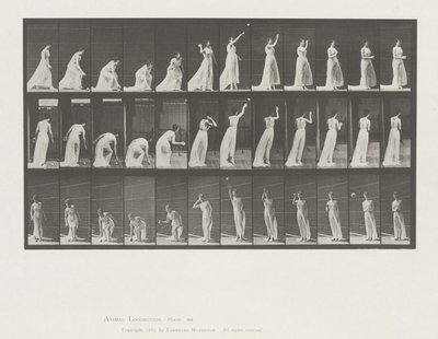 動物の移動、プレート 305 作： Eadweard Muybridge