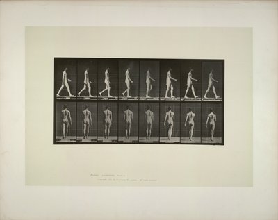 動物の移動: 男性の骨盤布、1887 年。 作： Eadweard Muybridge