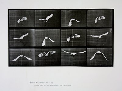 飛行中の鳥、「動物の移動」からのプレート762、1887 作： Eadweard Muybridge