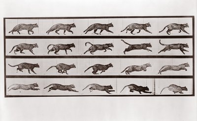 猫の腐敗とギャロッピング、Animal Locomotionのプレート717、1887 作： Eadweard Muybridge