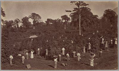 コーヒーの収穫、ラス・ヌベス（グアテマラ） 作： Eadweard Muybridge