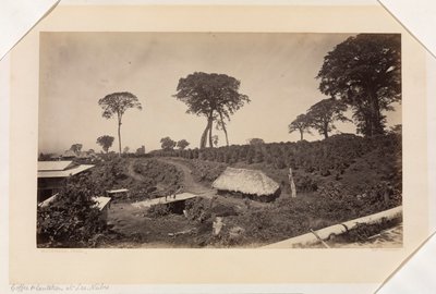 グアテマラ、ラス・ヌベスのコーヒー農園 作： Eadweard Muybridge