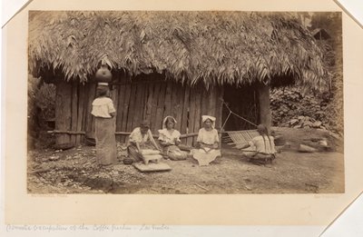 グアテマラ、ラス・ヌベス、コーヒー摘み労働者の家事労働 作： Eadweard Muybridge