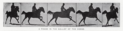 Eadweard Muybridge（エドワード・マイブリッジ）。馬のギャロップの段階（モノクロ写真 作： Eadweard Muybridge