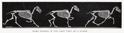 Eadweard Muybridge（エドワード・マイブリッジ）。馬の速歩のいくつかの段階（モノクロ写真 作： Eadweard Muybridge