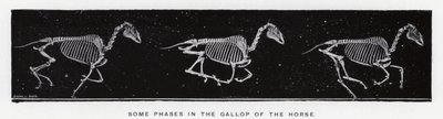 エドワード・マイブリッジ：馬のギャロップのいくつかの段階 作： Eadweard Muybridge