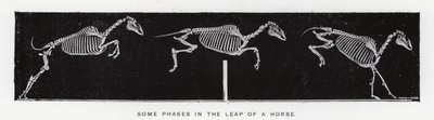 Eadweard Muybridge（エドワード・マイブリッジ）。馬の跳躍におけるいくつかの段階（モノクロ写真 作： Eadweard Muybridge