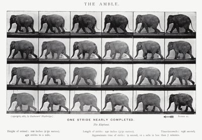 エドワード・マイブリッジザ・アンブル（モノクロ写真 作： Eadweard Muybridge