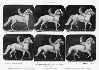 エドワード・マイブリッジ：アンブル 作： Eadweard Muybridge