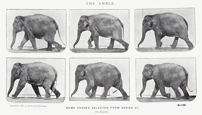 エドワード・マイブリッジ：アンブル 作： Eadweard Muybridge