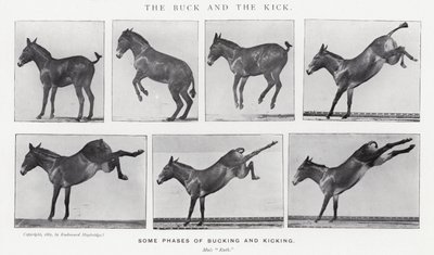 エドワード・マイブリッジバックとキック（モノクロ写真 作： Eadweard Muybridge