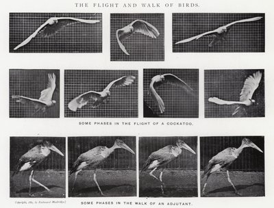 エドワード・マイブリッジ鳥の飛行と散歩（モノクロ写真 作： Eadweard Muybridge