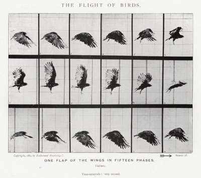 エドワード・マイブリッジ鳥の飛翔」（モノクロ写真 作： Eadweard Muybridge