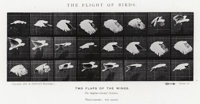 エドワード・マイブリッジ鳥の飛翔」（モノクロ写真 作： Eadweard Muybridge
