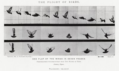 エドワード・マイブリッジ鳥の飛翔」（モノクロ写真 作： Eadweard Muybridge