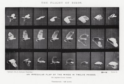 エドワード・マイブリッジ鳥の飛翔」（モノクロ写真 作： Eadweard Muybridge