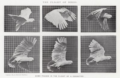 エドワード・マイブリッジ鳥の飛翔」（モノクロ写真 作： Eadweard Muybridge
