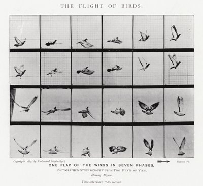 エドワード・マイブリッジ鳥の飛翔」（モノクロ写真 作： Eadweard Muybridge