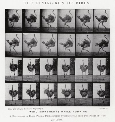 エドワード・マイブリッジ（Eadweard Muybridge）。鳥の飛翔」（モノクロ写真 作： Eadweard Muybridge