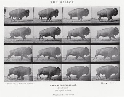 エドワード・マイブリッジギャロップ」（モノクロ写真 作： Eadweard Muybridge