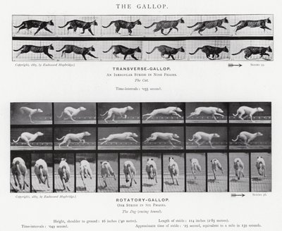 エドワード・マイブリッジギャロップ」（モノクロ写真 作： Eadweard Muybridge