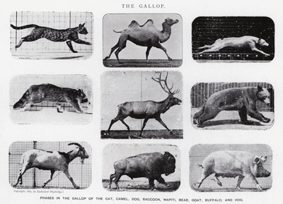 エドワード・マイブリッジギャロップ」（モノクロ写真 作： Eadweard Muybridge