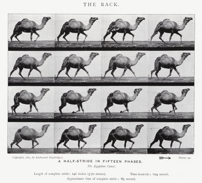 エドワード・マイブリッジラック」（モノクロ写真 作： Eadweard Muybridge