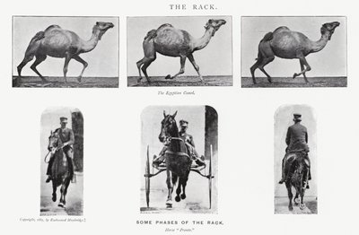 エドワード・マイブリッジ：ラック 作： Eadweard Muybridge