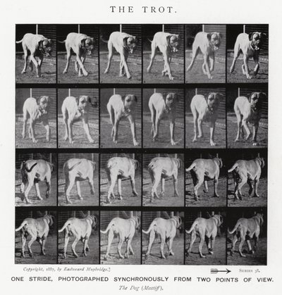 エドワード・マイブリッジザ・トロット（モノクロ写真 作： Eadweard Muybridge