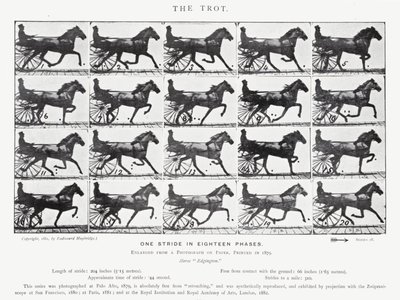 エドワード・マイブリッジザ・トロット（モノクロ写真 作： Eadweard Muybridge