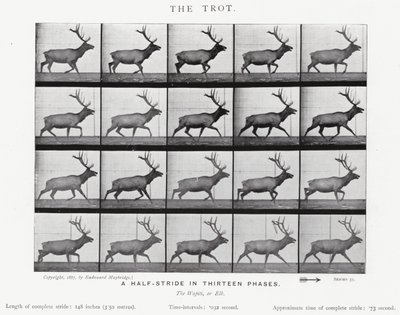 エドワード・マイブリッジザ・トロット（モノクロ写真 作： Eadweard Muybridge