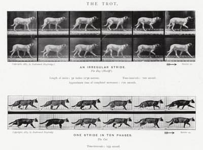 エドワード・マイブリッジザ・トロット（モノクロ写真 作： Eadweard Muybridge