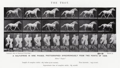 エドワード・マイブリッジザ・トロット（モノクロ写真 作： Eadweard Muybridge