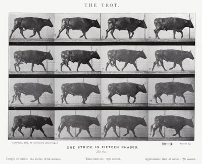 エドワード・マイブリッジザ・トロット（モノクロ写真 作： Eadweard Muybridge
