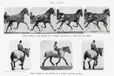 エドワード・マイブリッジザ・トロット（モノクロ写真 作： Eadweard Muybridge