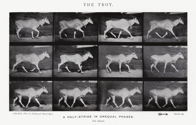 エドワード・マイブリッジザ・トロット（モノクロ写真 作： Eadweard Muybridge