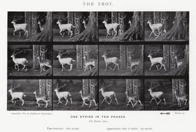 エドワード・マイブリッジザ・トロット（モノクロ写真 作： Eadweard Muybridge
