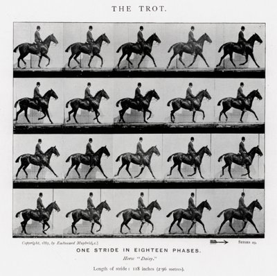 エドワード・マイブリッジ：トロット 作： Eadweard Muybridge