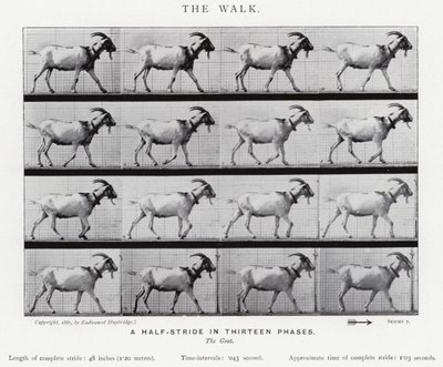 エドワード・マイブリッジザ・ウォーク」（モノクロ写真 作： Eadweard Muybridge