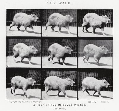 エドワード・マイブリッジザ・ウォーク」（モノクロ写真 作： Eadweard Muybridge
