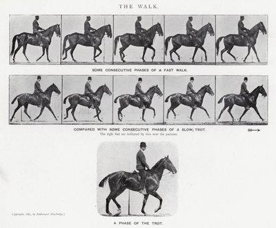 エドワード・マイブリッジザ・ウォーク」（モノクロ写真 作： Eadweard Muybridge