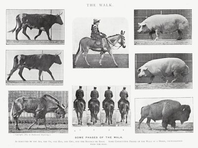 エドワード・マイブリッジザ・ウォーク」（モノクロ写真 作： Eadweard Muybridge