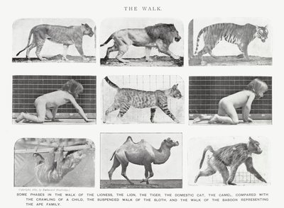 エドワード・マイブリッジザ・ウォーク」（モノクロ写真 作： Eadweard Muybridge