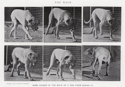 エドワード・マイブリッジザ・ウォーク」（モノクロ写真 作： Eadweard Muybridge