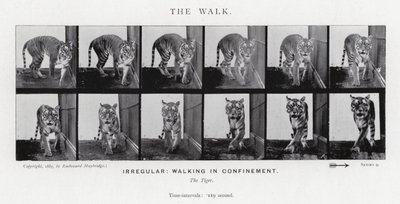 エドワード・マイブリッジザ・ウォーク」（モノクロ写真 作： Eadweard Muybridge