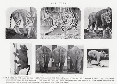 エドワード・マイブリッジザ・ウォーク」（モノクロ写真 作： Eadweard Muybridge