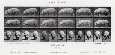 エドワード・マイブリッジ：ザ・ウォーク 作： Eadweard Muybridge